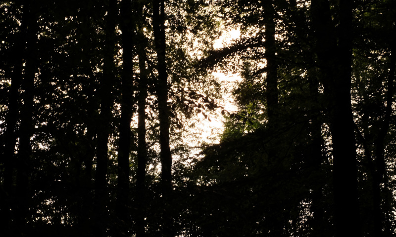 DSCF5978