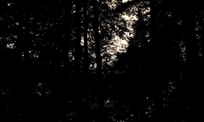 DSCF5984