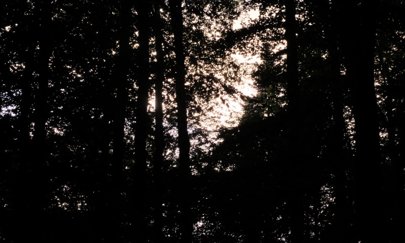 DSCF5990