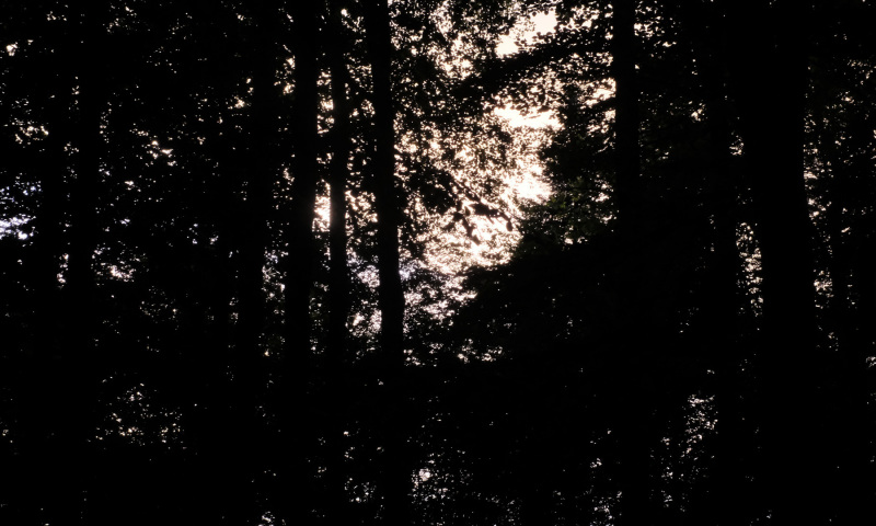 DSCF5992